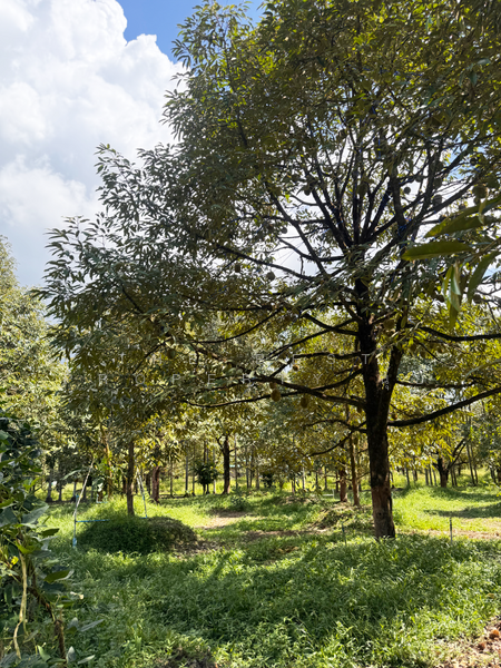 ที่ดินมะขาม จันทบุรี, Chanthaburi, Wang Saem, Makham, Chanthaburi, , 10,500 sqm, Land For Sale, by The Best Property นุ้ย, 500177385 - DDproperty.com