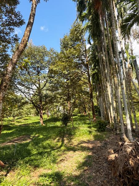 ที่ดินมะขาม จันทบุรี, Chanthaburi, Wang Saem, Makham, Chanthaburi, , 10,500 sqm, Land For Sale, by The Best Property นุ้ย, 500177385 - DDproperty.com