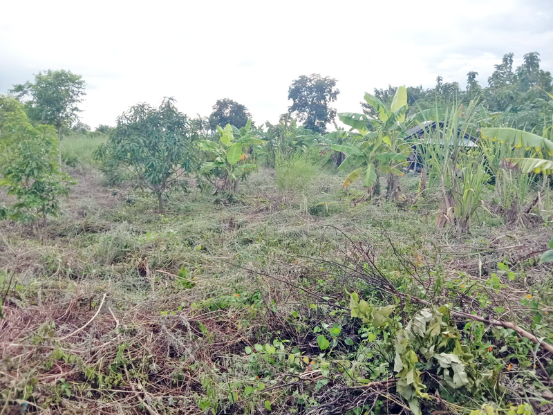 For Sale - ที่ดินท่าม่วง กาญจนบุรี, Kanchanaburi