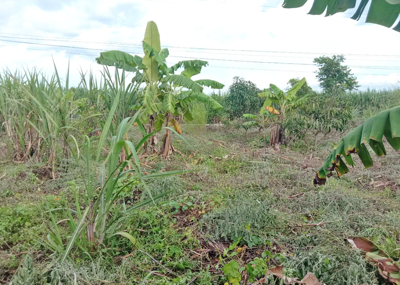 ขาย - ที่ดินท่าม่วง กาญจนบุรี, กาญจนบุรี