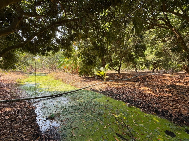 ที่ดินอัมพวา สมุทรสงคราม, Samut Songkhram, Wat Pradu, Amphawa, Samut Songkhram, , 6,004 sqm, Land For Sale, by The Best Property ดาด้า, 500177488 - DDproperty.com