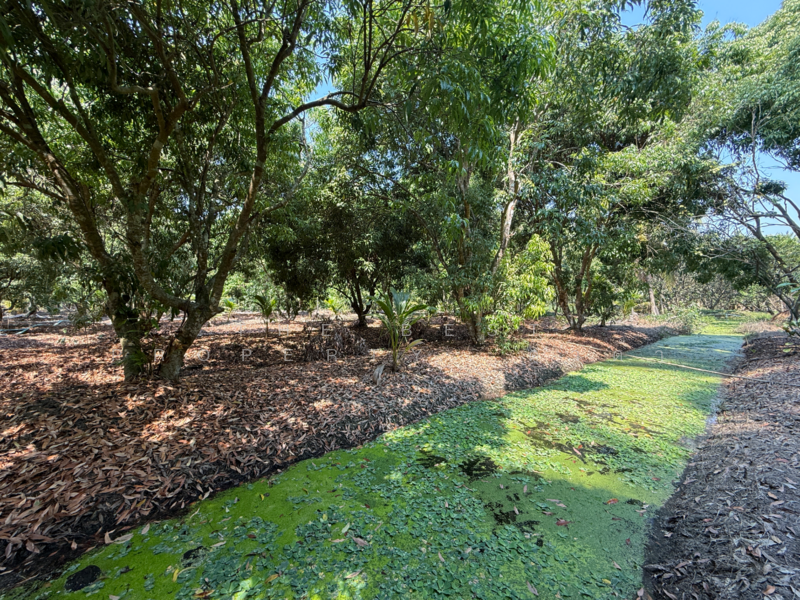 ที่ดินอัมพวา สมุทรสงคราม, Samut Songkhram, Wat Pradu, Amphawa, Samut Songkhram, , 6,004 sqm, Land For Sale, by The Best Property ดาด้า, 500177488 - DDproperty.com