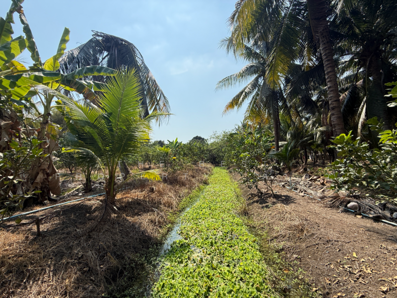 ที่ดินอัมพวา สมุทรสงคราม, Samut Songkhram, Wat Pradu, Amphawa, Samut Songkhram, , 6,004 sqm, Land For Sale, by The Best Property ดาด้า, 500177488 - DDproperty.com