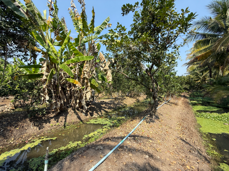 ที่ดินอัมพวา สมุทรสงคราม, Samut Songkhram, Wat Pradu, Amphawa, Samut Songkhram, , 6,004 sqm, Land For Sale, by The Best Property ดาด้า, 500177488 - DDproperty.com