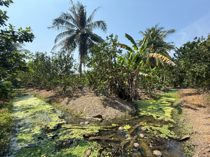 ที่ดินอัมพวา สมุทรสงคราม, Samut Songkhram, Wat Pradu, Amphawa, Samut Songkhram, , 6,004 sqm, Land For Sale, by The Best Property ดาด้า, 500177488 - DDproperty.com