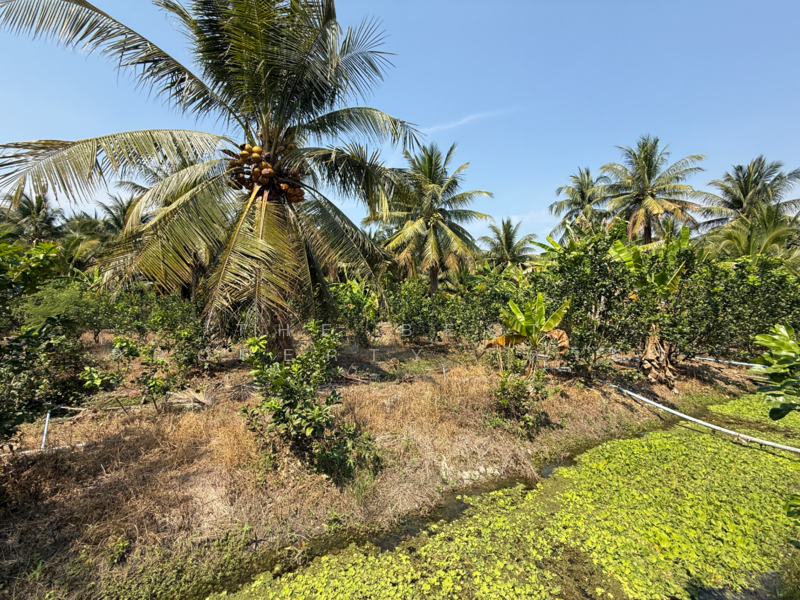 ที่ดินอัมพวา สมุทรสงคราม, Samut Songkhram, Wat Pradu, Amphawa, Samut Songkhram, , 6,004 sqm, Land For Sale, by The Best Property ดาด้า, 500177488 - DDproperty.com