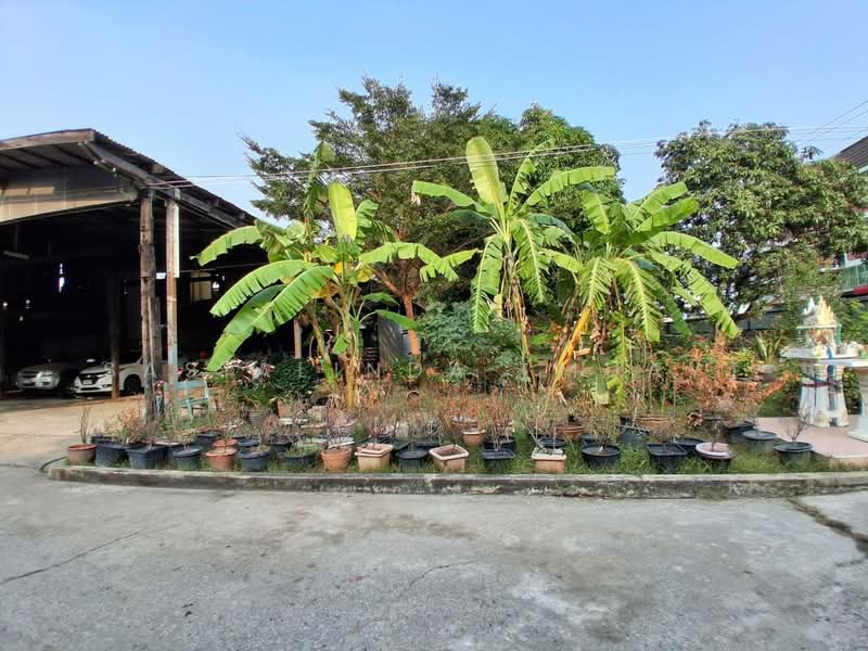 For Sale - House for Sale Sai Luat Paknam 574 sqw. sale 150,000 baht / sqw, Samut Prakan