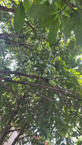 Vista Ville 3 ลำลูกกา-คลอง8, ปทุมธานี, ลำลูกกา, ลำลูกกา, ปทุมธานี, 276 ตร.ม., บ้านเดี่ยว ขาย, โดย สรภพ ยอดไชย (สีฝุ่น), 500178454 - DDproperty.com