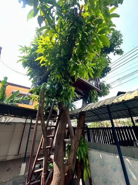 Baan Sintawee Suanthon 1 : บ้านสินทวีสวนธน 1, กรุงเทพ, บางมด, ทุ่งครุ, กรุงเทพ, 300 ตร.ม., ทาวน์เฮ้าส์ ขาย, โดย Natasa Kanjanahattakij, 500178762 - DDproperty.com