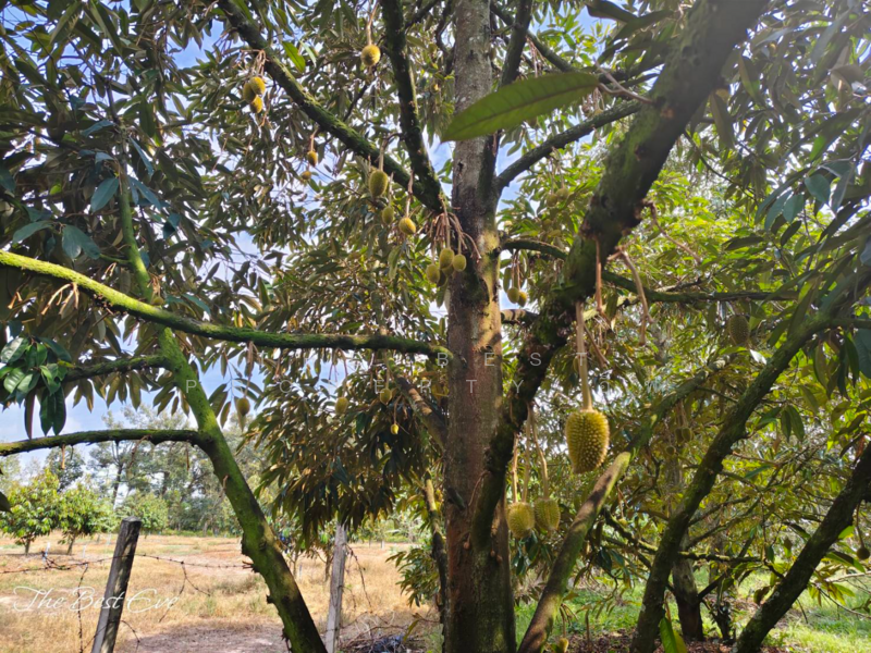 ที่ดินแกลง ระยอง, Rayong, Chakphong, Klaeng, Rayong, , 2,120 sqm, Land For Sale, by The Best Property อีฟ, 500181338 - DDproperty.com