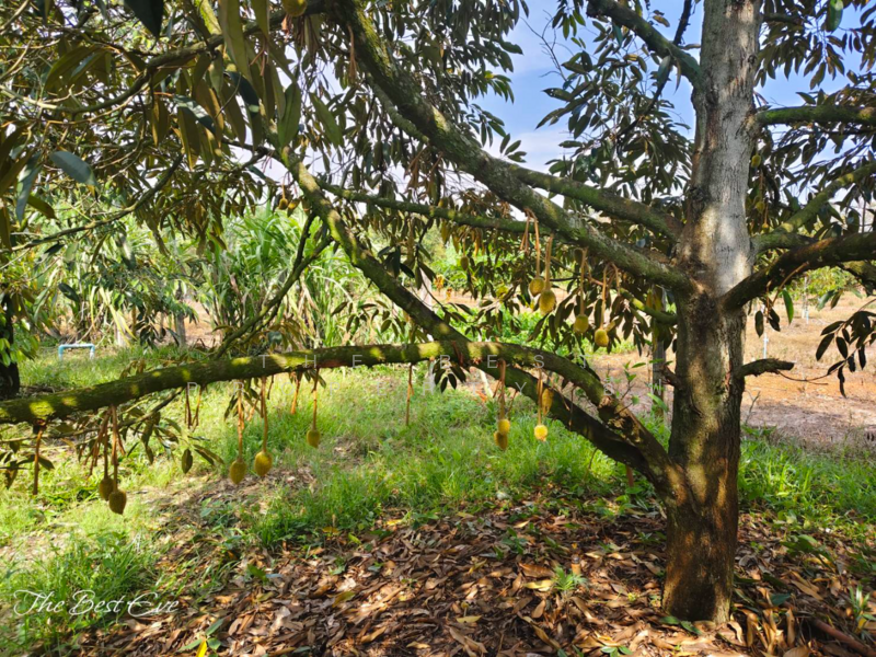 ขาย - ที่ดินแกลง ระยอง, ระยอง