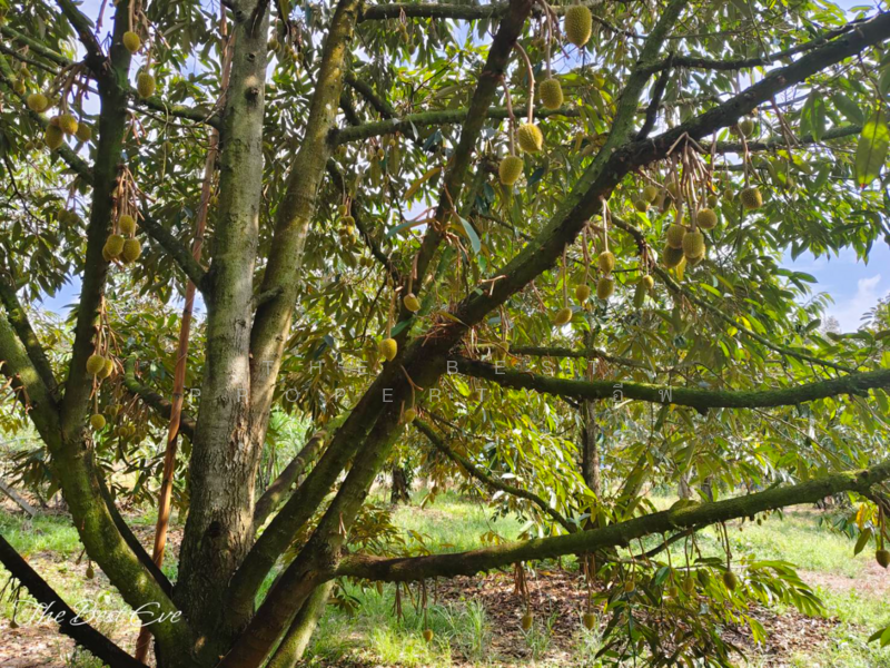 ที่ดินแกลง ระยอง, Rayong, Chakphong, Klaeng, Rayong, , 2,120 sqm, Land For Sale, by The Best Property อีฟ, 500181338 - DDproperty.com