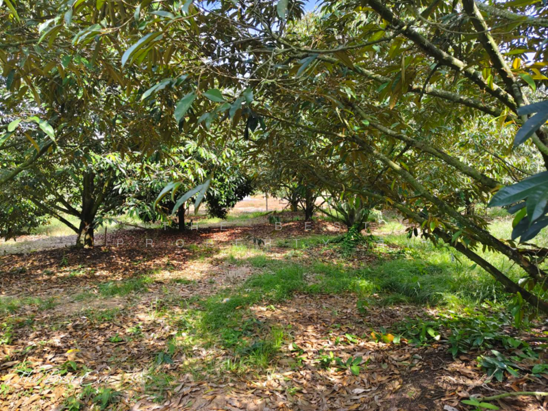 ที่ดินแกลง ระยอง, Rayong, Chakphong, Klaeng, Rayong, , 2,120 sqm, Land For Sale, by The Best Property อีฟ, 500181338 - DDproperty.com