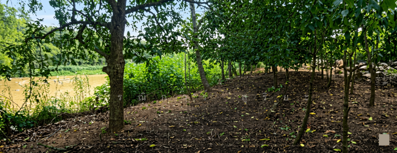 ให้เช่า - แม่นำ้เข็ก, พิษณุโลก