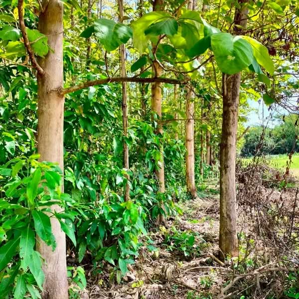 ขาย - ที่ดินจังหวัดเลย ท่าลี่, เลย