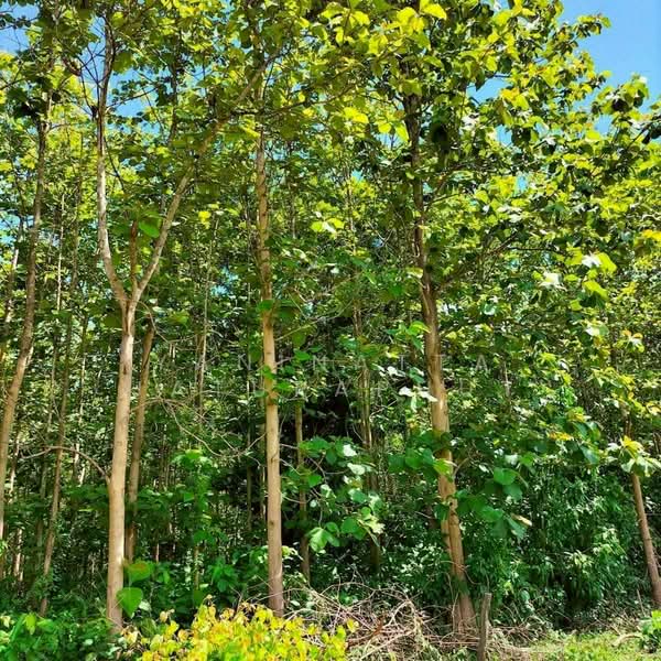 ขาย - ที่ดินจังหวัดเลย ท่าลี่, เลย