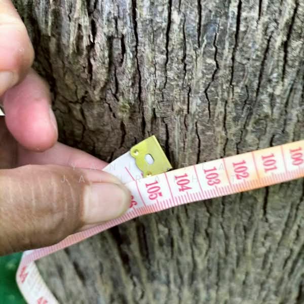 ขาย - ที่ดินจังหวัดเลย ท่าลี่, เลย