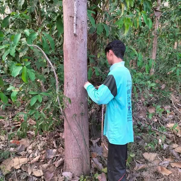 ขาย - ที่ดินจังหวัดเลย ท่าลี่, เลย