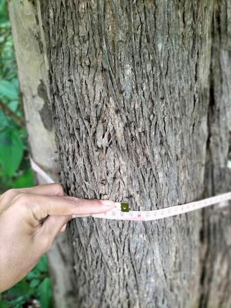 Land in Loei, Thali, Loei, Nong Phu, Tha Li, Loei, , 119,224 sqm, Warehouse/Factory For Sale, by Yaninatta Jaturaphut, 500182248 - DDproperty.com