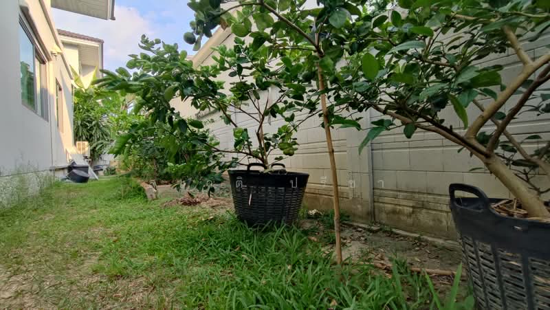 Perfect Place Rattanathibet-Saima, Nonthaburi, Sai Ma Soi 3, Sai Ma, Muang Nonthaburi, Nonthaburi, 4 Bedrooms, 175 sqm, Single Detached House For Sale, by สุชาติ ปรีชา, 500182528 - DDproperty.com