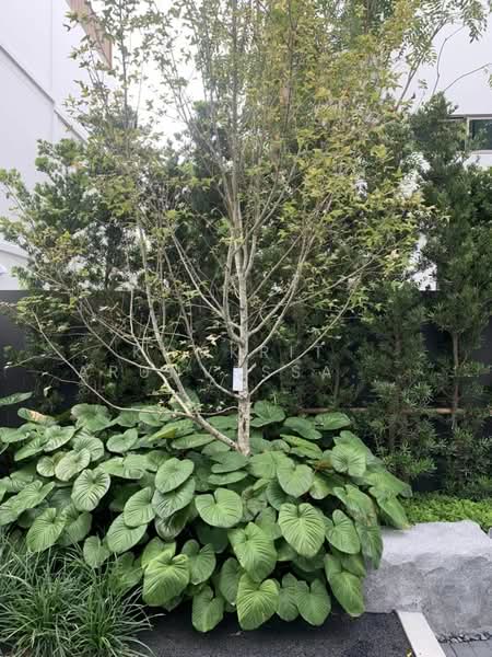 บ้าน 3-ห้องนอน, กรุงเทพ, สะพานสูง, สะพานสูง, กรุงเทพ, 324 ตร.ม., บ้านเดี่ยว ขาย, โดย Komkrit  Arunvessased , 500182698 - DDproperty.com