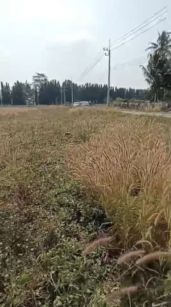 ขาย - ปากช่อง, นครราชสีมา