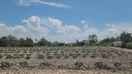 ขายที่ดิน 7-1-5 ไร่ ถนนภุมริน ซอย3 ต.ตะเคียนเตี้ย อ.บางละมุง จ.ชลบุรี, ชลบุรี, ตะเคียนเตี้ย, บางละมุง, ชลบุรี, 11,620 ตร.ม., ที่ดิน ขาย, โดย Chanettee Chongphichetkul, 500183391 - DDproperty.com