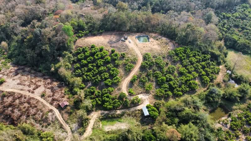 ขาย - ที่ดิน น่าน อ.เชียงกลาง เป็นเนินเขาสวนลำใย 7ไร่1 งาน (1.4ล้าน), น่าน