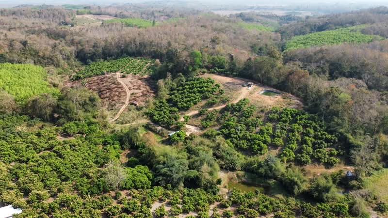 ขาย - ที่ดิน น่าน อ.เชียงกลาง เป็นเนินเขาสวนลำใย 7ไร่1 งาน (1.4ล้าน), น่าน