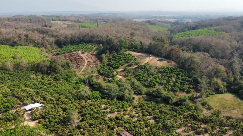 ขาย - ที่ดิน น่าน อ.เชียงกลาง เป็นเนินเขาสวนลำใย 7ไร่1 งาน (1.4ล้าน), น่าน