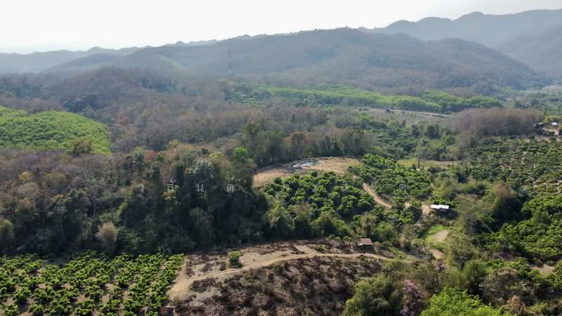 ที่ดิน น่าน อ.เชียงกลาง เป็นเนินเขาสวนลำใย 7ไร่1 งาน (1.4ล้าน), Nan, 1080, Chiang Khan, Chiang Klang, Nan, , 11,600 sqm, Land For Sale, by Wasan Wasati, 500183840 - DDproperty.com