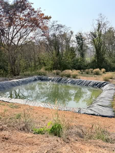 ที่ดิน น่าน อ.เชียงกลาง เป็นเนินเขาสวนลำใย 7ไร่1 งาน (1.4ล้าน), Nan, 1080, Chiang Khan, Chiang Klang, Nan, , 11,600 sqm, Land For Sale, by Wasan Wasati, 500183840 - DDproperty.com