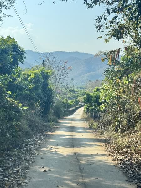 ขาย - ที่ดิน น่าน อ.เชียงกลาง เป็นเนินเขาสวนลำใย 7ไร่1 งาน (1.4ล้าน), น่าน