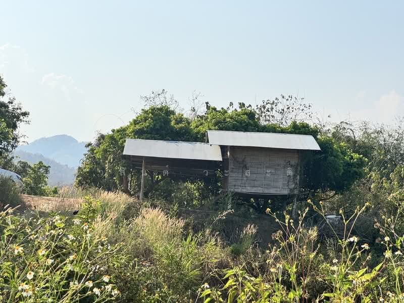 ที่ดิน น่าน อ.เชียงกลาง เป็นเนินเขาสวนลำใย 7ไร่1 งาน (1.4ล้าน), Nan, 1080, Chiang Khan, Chiang Klang, Nan, , 11,600 sqm, Land For Sale, by Wasan Wasati, 500183840 - DDproperty.com