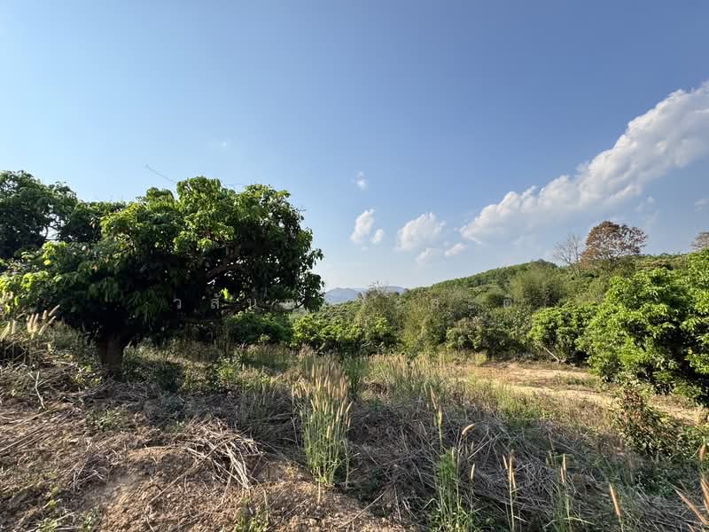 ที่ดิน น่าน อ.เชียงกลาง เป็นเนินเขาสวนลำใย 7ไร่1 งาน (1.4ล้าน), Nan, 1080, Chiang Khan, Chiang Klang, Nan, , 11,600 sqm, Land For Sale, by Wasan Wasati, 500183840 - DDproperty.com