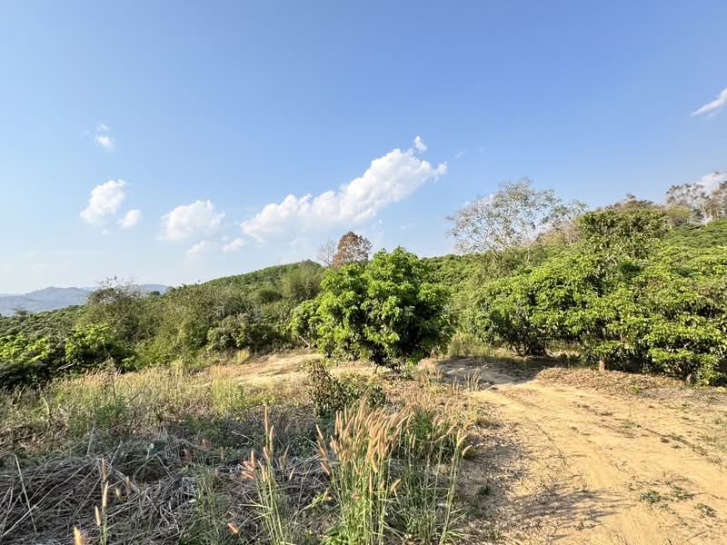 ที่ดิน น่าน อ.เชียงกลาง เป็นเนินเขาสวนลำใย 7ไร่1 งาน (1.4ล้าน), Nan, 1080, Chiang Khan, Chiang Klang, Nan, , 11,600 sqm, Land For Sale, by Wasan Wasati, 500183840 - DDproperty.com