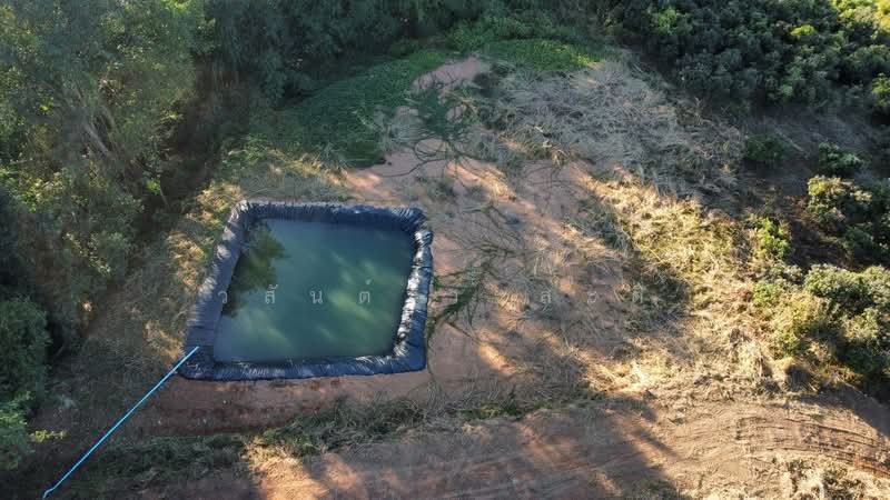 ขาย - ที่ดิน น่าน อ.เชียงกลาง เป็นเนินเขาสวนลำใย 7ไร่1 งาน (1.4ล้าน), น่าน