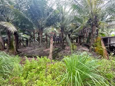 ขาย - ที่ดินปากท่อ ราชบุรี, ราชบุรี