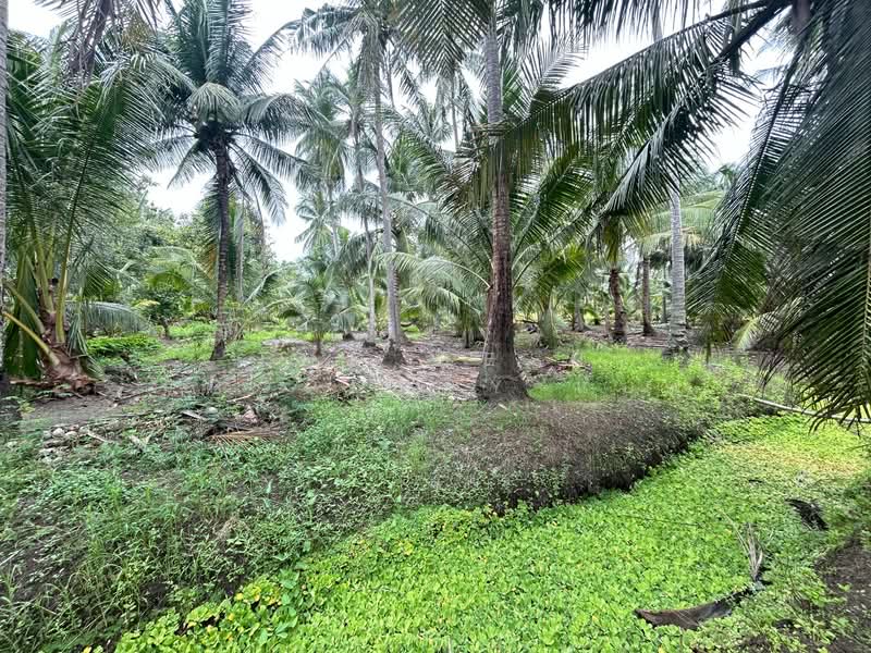 For Sale - ที่ดินปากท่อ ราชบุรี, Ratchaburi