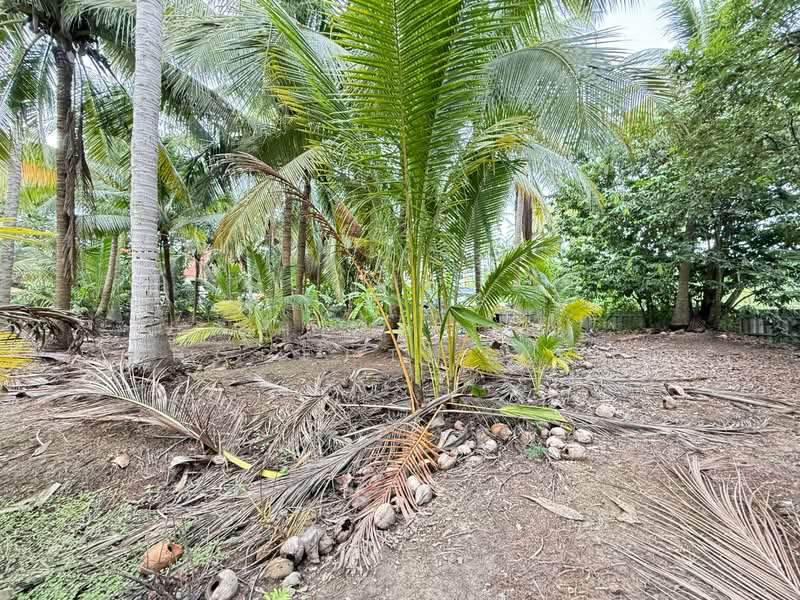 For Sale - ที่ดินบางคนที สมุทรสงคราม, Samut Songkhram