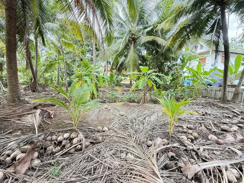 For Sale - ที่ดินบางคนที สมุทรสงคราม, Samut Songkhram