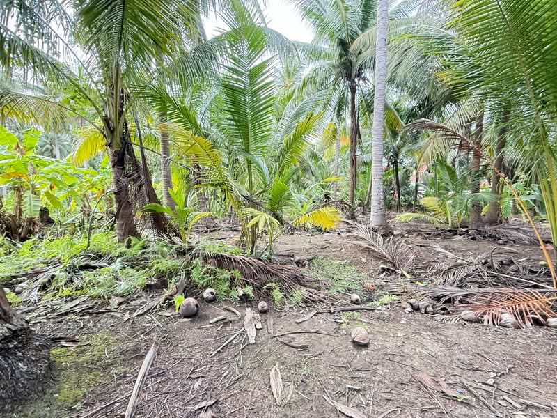 For Sale - ที่ดินบางคนที สมุทรสงคราม, Samut Songkhram