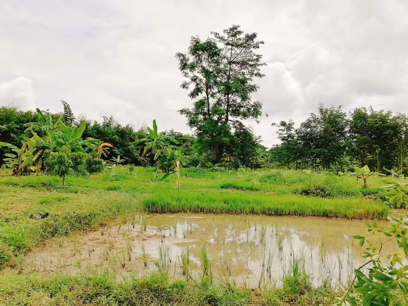 Land For Sale in Chang Phueak, Chiang Mai, Chiang Mai, โชตนา ซอย12, Chang Phuak, Muang Chiang Mai, Chiang Mai, , 23,656 sqm, Land For Sale, by ศิวพร วันทา, 500184565 - DDproperty.com