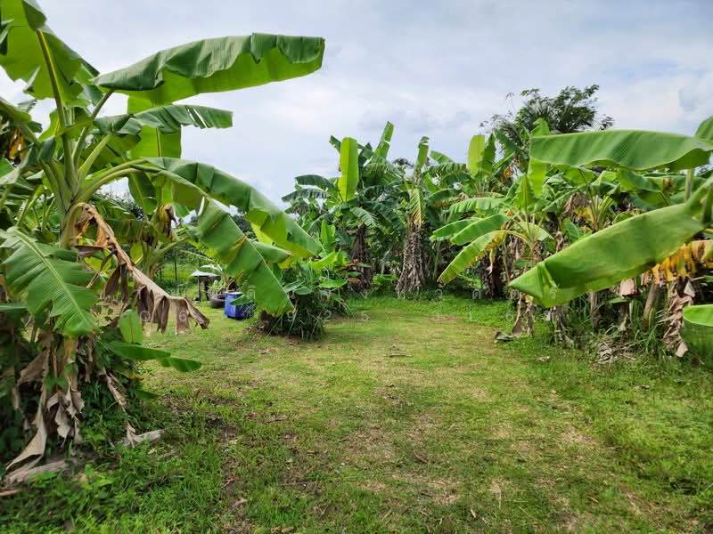 For Sale - ที่ดินอำเภอนาโยง จังหวัดตรัง, Trang