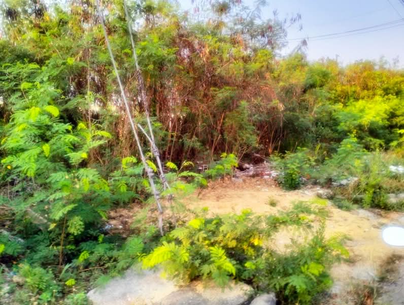 ขาย - ที่ดินสามควายเผือก นครปฐม, นครปฐม