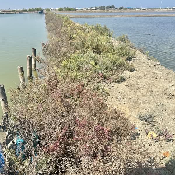 Land for Sale | Salt Farm Investment, Phetchaburi, Laem Phak Bia, Ban Laem, Phetchaburi, , 28,000 sqm, Business For Sale, by อัจฉรา พรหมคำ, 500188155 - DDproperty.com