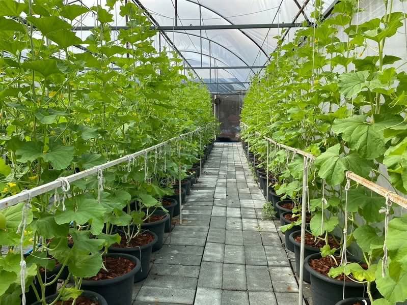 ที่ดินเปล่า 426 ตร.ว. ที่ดิน ซอยสินพัฒนาธานี10 ถนนพุทธมณฑลสาย4, Bangkok, Thawi Watthana, Thawi Watthana, Bangkok, , 1,704 sqm, Land For Sale, by คุณ มรรษนัญฑ์ สุปัญญา (มัส), 500189189 - DDproperty.com