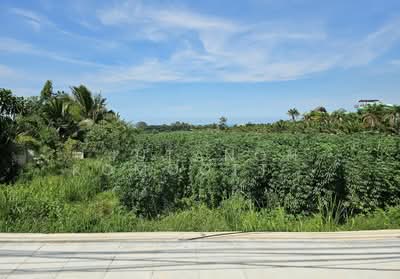 ขาย - ขายที่ดินแปลงสวย 19 ไร่ 2 งาน ซอยนาจอมเทียน 50 และ 52 ทำเลดี เดินทางสะดวก ต.นาจอมเทียน อ.สัตหีบ, ชลบุรี