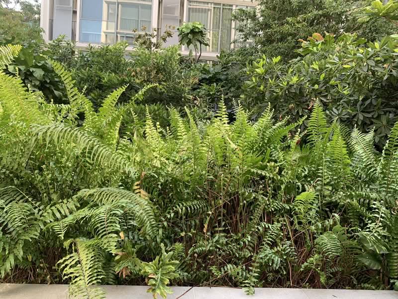 SCOPE Promsri, Bangkok, 345 Sukhumvit 49, Khlong Tan Nua, Watthana, Bangkok, 1 Bedroom, 28 sqm, Condo For Rent, by K.Nana, 500189620 - DDproperty.com