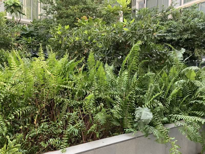 SCOPE Promsri, Bangkok, 345 Sukhumvit 49, Khlong Tan Nua, Watthana, Bangkok, 1 Bedroom, 28 sqm, Condo For Rent, by K.Nana, 500189620 - DDproperty.com